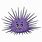 Sea Urchin Animated