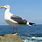 Seagull Images. Free