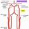 Segmental Artery
