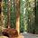 Sequoia Desktop Wallpaper