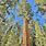 Sequoia Genus