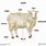 Sheep Anatomy Diagram