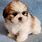 Shih Tzu Puppy