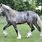 Shire Horse Gray