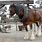 Shire Horse Working