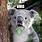 Shocked Koala Meme
