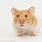 Shorthaired Syrian Hamster