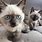 Siamese Cat Kittens