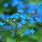 Siberian Bugloss Plant