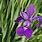 Siberian Iris Flower