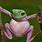 Silly Frog Images