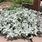 Silver Brocade Artemisia Plant