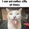 Sily Cat Meme