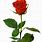 Single Red Rose White Background