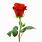 Single Red Rose with Stem