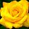 Single Yellow Rose Wallpaper