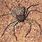 Six-Eyed Crab Spider