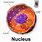 Size of Nucleus