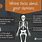Skeleton Fun Facts