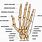 Skeleton Hand Bones