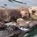 Sleeping Baby Sea Otters