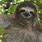Sloth Pelt