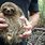 Sloth Size