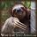 Sloth Spirit Animal