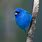 Small All Blue Bird