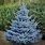 Small Blue Spruce Tree