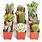 Small Cactus Types