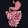 Small Intestine Anatomy