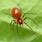 Small Red Spider