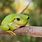 Small Tree Frog