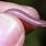 Smallest Snake Species