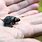 Smallest Turtle Species
