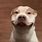 Smiling Dog Tik Tok Meme