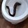 Snake Coming Out of Toilet