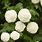Snowball Hydrangea Bush