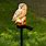 Solar Powered Owl