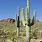 Sonoran Desert Cactus Types