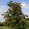 Sorbus Aucuparia Tree