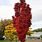Sorbus Autumn Spire