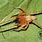 South African Sac Spider