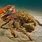 Spider Crab On Land