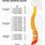 Spinal Column Vertebrae Numbers