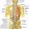 Spinal Cord in Spine