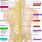 Spine Diagram with Nerves