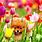 Spring Dog Background