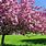 Spring Flowering Trees Wallpaper